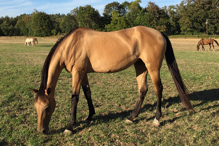 Annuschka, golden buckskin Akhal-Teke mare