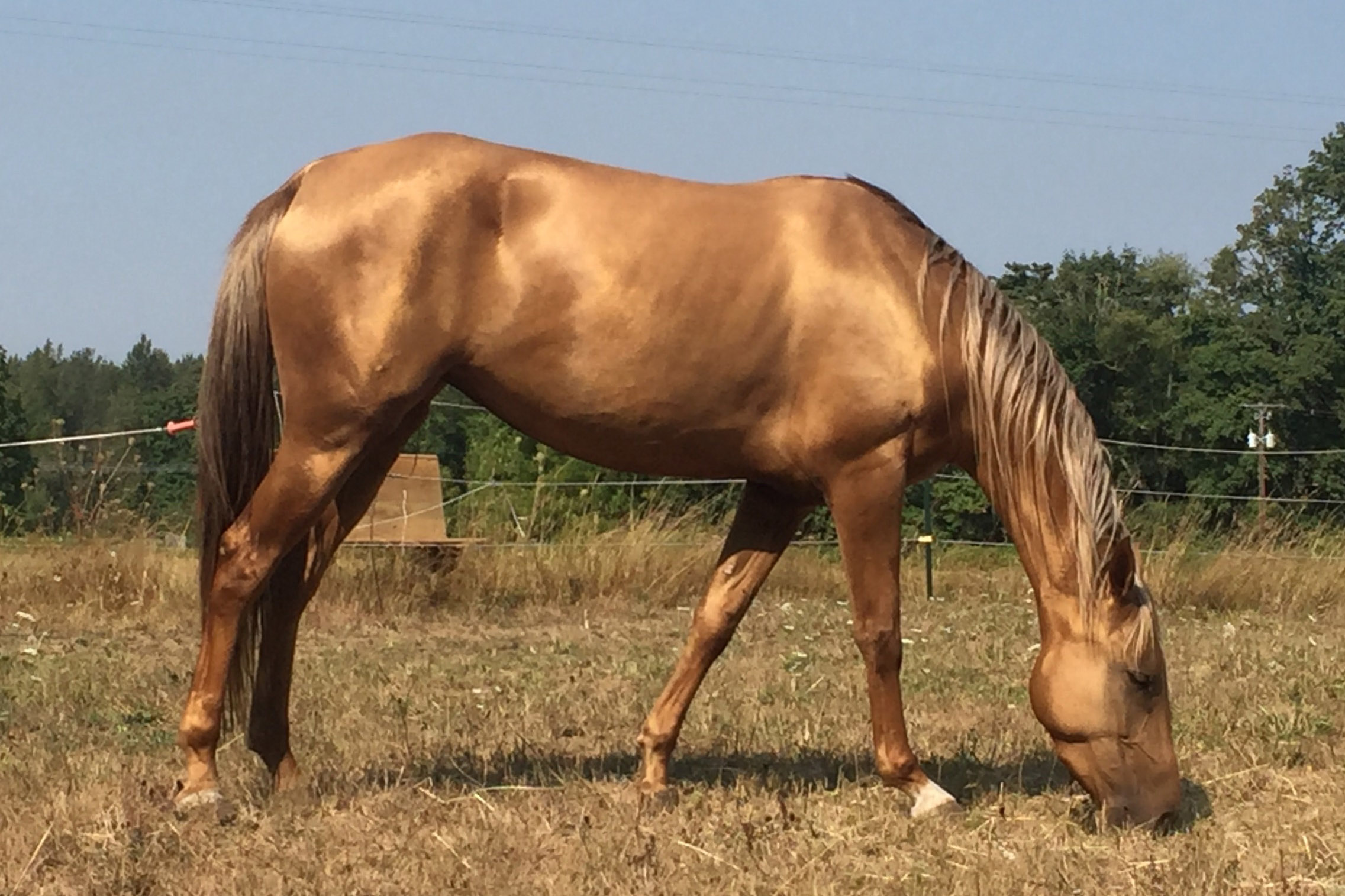 Arima, metallic golden palomino Akhal-teke mare