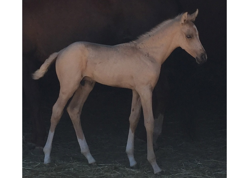 Swan Altyn Kamat at 12 days old