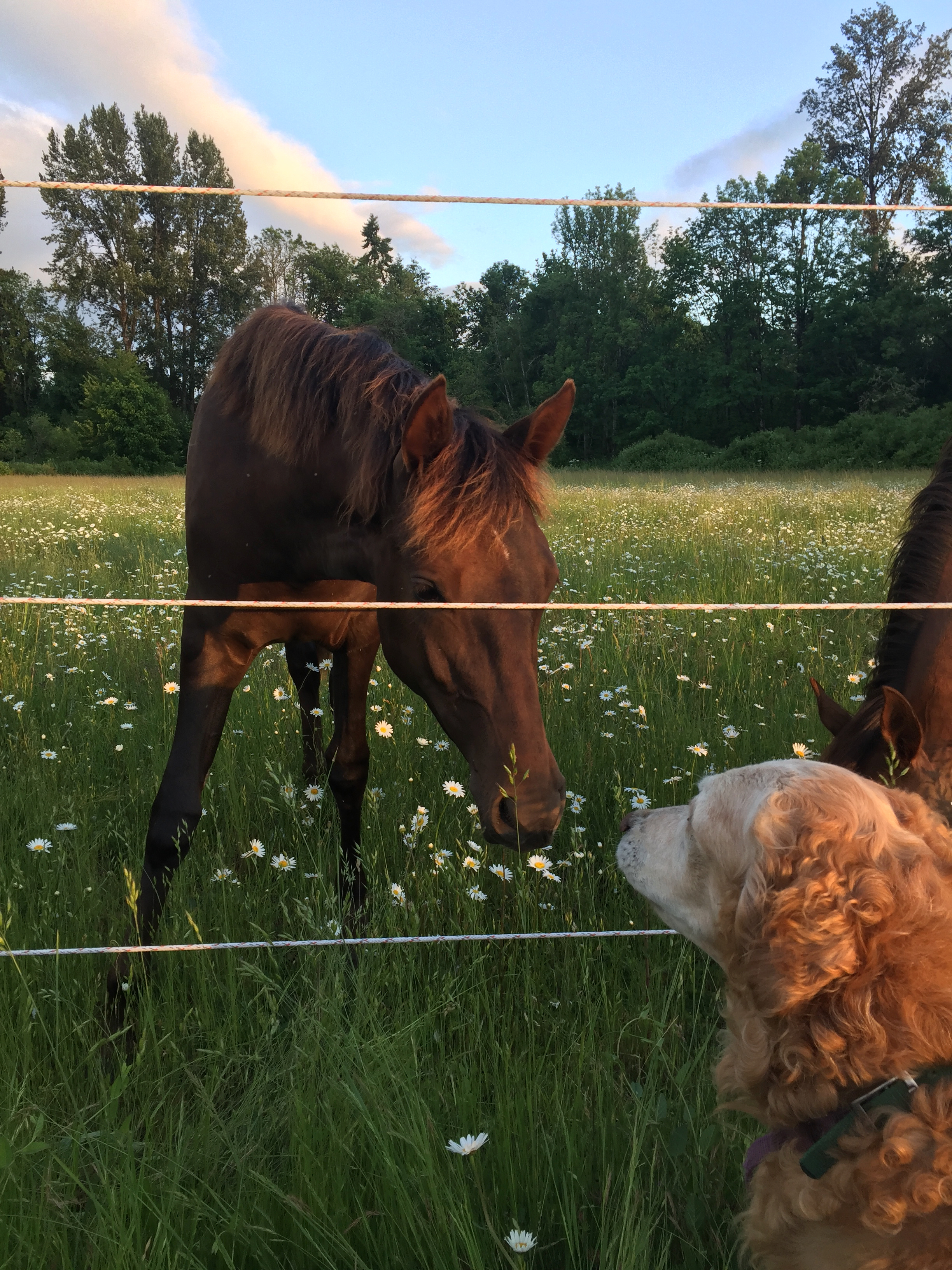 Kizy and Buster