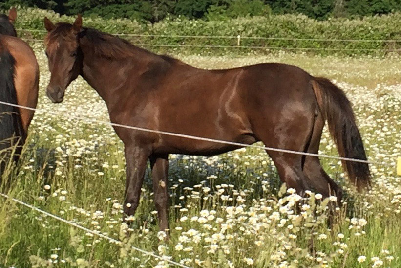 Swan Kyzyl Kometa, liver chestnut purebred Akhal-Teke filly
