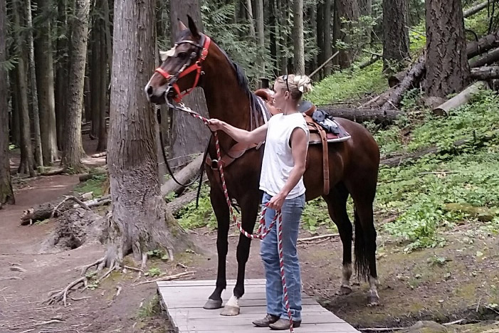 Sarka, purebred Akhal-Teke mare