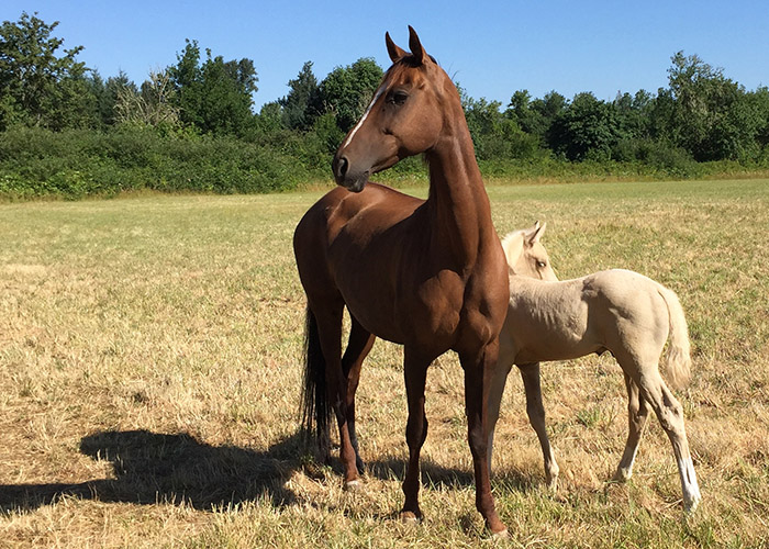 Pallas Athena and little Kamat, Akhal-Teke mare and foal